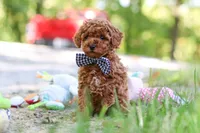 Kevin, a male Poodle - Toy  for sale in Dundee, OH – 4 of 7