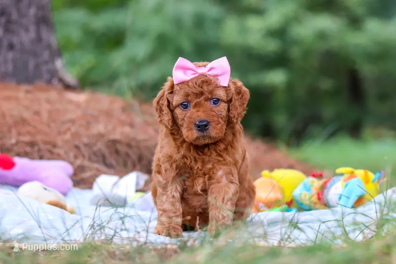 Hannah – Goldendoodle puppy for sale in Dundee, OH