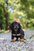AKC Everly, a female Miniature Dachshund for sale in Dundee, OH – 7 of 8