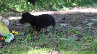 AKC Everly, a female Miniature Dachshund for sale in Dundee, OH – 8 of 8