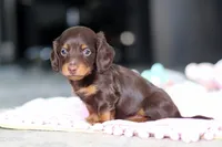 AKC Chase, a male Miniature Dachshund for sale in Dundee, OH – 2 of 5