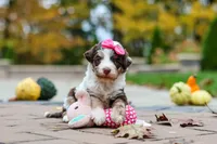 Rosie, a female Bernedoodle for sale in Dundee, OH – 5 of 6