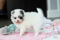Daisy, a female Pomeranian for sale in Dundee, OH – 2 of 6