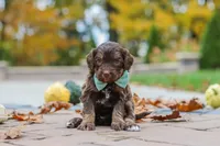 Nemo, a male Bernedoodle for sale in Dundee, OH – 8 of 8