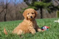 Juno, a female Miniature Goldendoodle for sale in Dundee, OH – Photo 1 of 8