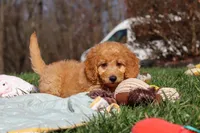 Juno, a female Miniature Goldendoodle for sale in Dundee, OH – Photo 2 of 8
