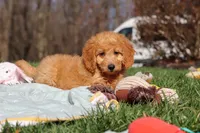 Juno, a female Miniature Goldendoodle for sale in Dundee, OH – Photo 8 of 8