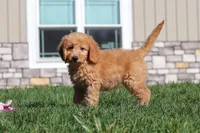 Juno, a female Miniature Goldendoodle for sale in Dundee, OH – Photo 6 of 8