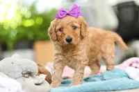 Juno, a female Miniature Goldendoodle for sale in Dundee, OH – Photo 5 of 6