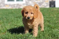 Juno, a female Miniature Goldendoodle for sale in Dundee, OH – Photo 4 of 8