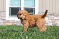 Juno, a female Miniature Goldendoodle for sale in Dundee, OH – Photo 7 of 8