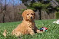 Juno, a female Miniature Goldendoodle for sale in Dundee, OH – Photo 3 of 8