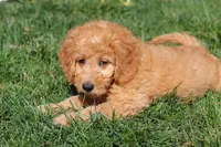 Juno, a female Miniature Goldendoodle for sale in Dundee, OH – Photo 5 of 8