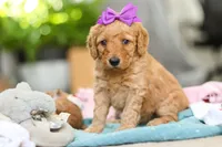 Juno, a female Miniature Goldendoodle for sale in Dundee, OH – Photo 6 of 6