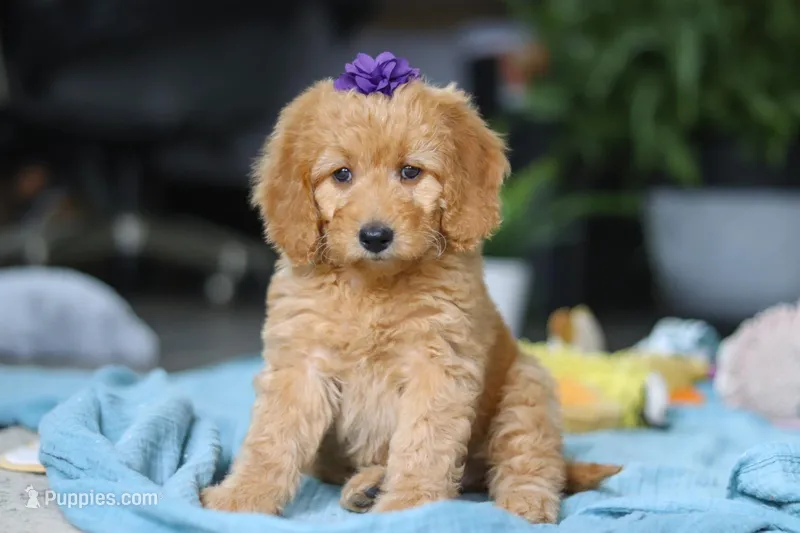 Juno – Miniature Goldendoodle puppy for sale in Dundee, OH