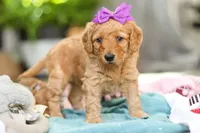 Juno, a female Miniature Goldendoodle for sale in Dundee, OH – Photo 3 of 6