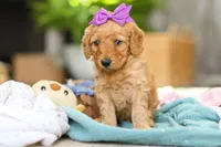 Juno, a female Miniature Goldendoodle for sale in Dundee, OH – Photo 1 of 6