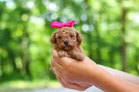 Lilly, a female Poodle - Toy  for sale in Dundee, OH – 6 of 9