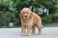 Lila, a female Miniature Goldendoodle for sale in Dundee, OH – 3 of 6
