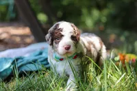 Wyatt, a male Bernedoodle for sale in Dundee, OH – 8 of 10