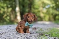 AKC Nemo, a male Miniature Dachshund for sale in Dundee, OH – 9 of 10