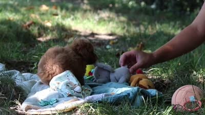Leah, a female Poodle - Toy  for sale in Dundee, OH – 10 of 10