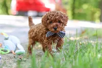 Kevin, a male Poodle - Toy  for sale in Dundee, OH – 6 of 7