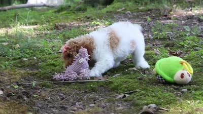 AKC Zoey, a female Poodle - Standard  for sale in Dundee, OH – 7 of 7