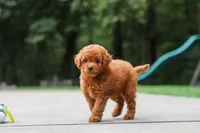 Kobe, a male Goldendoodle for sale in Dundee, OH – 10 of 10