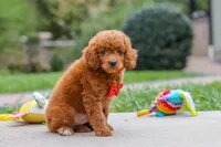Bodie, a male Goldendoodle for sale in Dundee, OH – 8 of 10