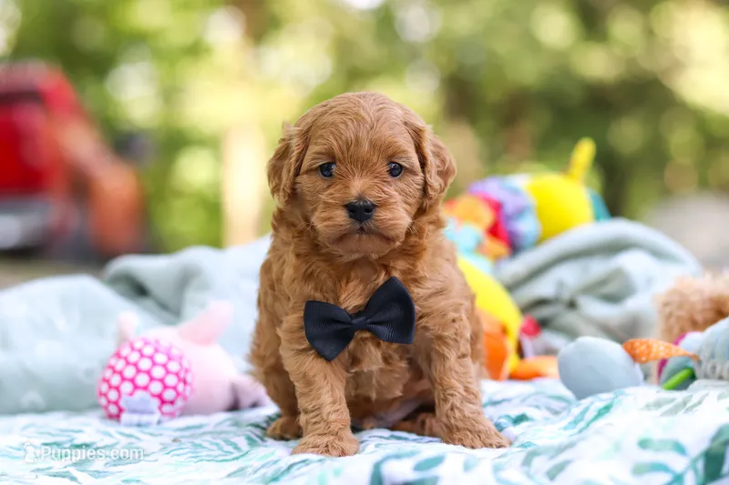 Wally – Cavapoo puppy for sale in Dundee, OH