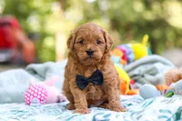Wally, a male Cavapoo for sale in Dundee, OH – 1 of 10
