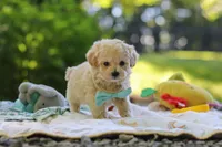 Chase, a male Maltipoo for sale in Dundee, OH – 1 of 6