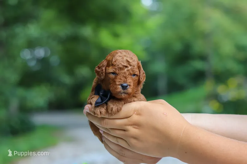 Ace – Goldendoodle puppy for sale in Dundee, OH