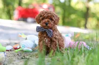 Kevin, a male Poodle - Toy  for sale in Dundee, OH – 3 of 7