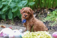 Sparky, a male Miniature Goldendoodle for sale in Dundee, OH – 9 of 10
