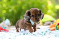AKC Oscar, a male Miniature Dachshund for sale in Dundee, OH – 6 of 9