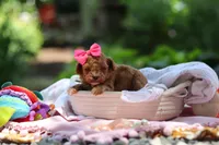 Leah, a female Poodle - Toy  for sale in Dundee, OH – 6 of 9