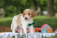 AKC Nash, a male Poodle - Standard  for sale in Dundee, OH – 6 of 8