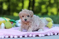 Alice, a female Maltipoo for sale in Dundee, OH – 4 of 5