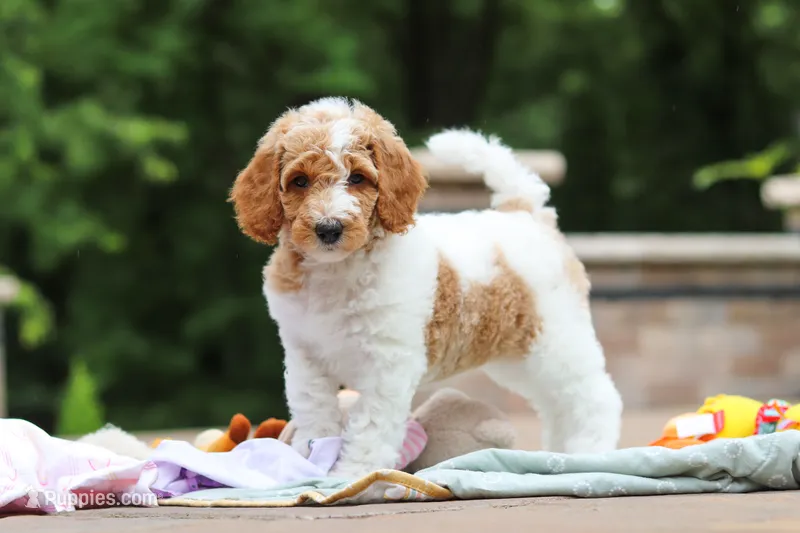 AKC Millie – Poodle - Standard  puppy for sale in Dundee, OH