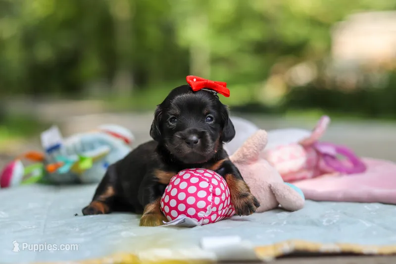 Everly – Miniature Dachshund puppy for sale in Dundee, OH
