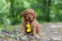 Victor, a male Cavapoo for sale in Dundee, OH – 9 of 10