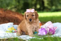 Lila, a female Miniature Goldendoodle for sale in Dundee, OH – 9 of 10
