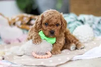Dallas, a male Cavapoo for sale in Dundee, OH – Photo 7 of 7