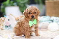 Dallas, a male Cavapoo for sale in Dundee, OH – Photo 3 of 7