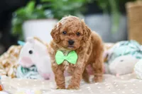 Dallas, a male Cavapoo for sale in Dundee, OH – Photo 5 of 7