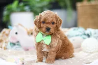 Dallas, a male Cavapoo for sale in Dundee, OH – Photo 1 of 7