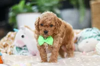Dallas, a male Cavapoo for sale in Dundee, OH – Photo 4 of 7