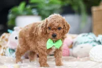 Dallas, a male Cavapoo for sale in Dundee, OH – Photo 6 of 7